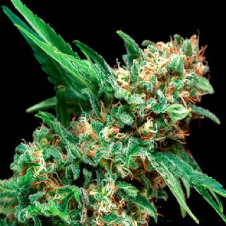 5372 - Alpujarreña 5 u. fem. Pyramid Seeds