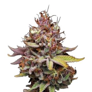 20876 - Amaretto Tarmac fem. 25 u. Seedstockers Superior