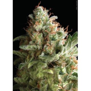 PYD1 - American Pie  1 u. blister x  12 u. fem. Pyramid Seeds