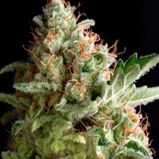 5373 - American Pie  3 u. fem. Pyramid Seeds