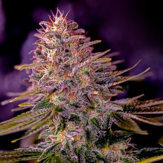 17212 - American Purple 1 u. fem. Positronics Seeds