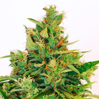 11194 - Amnesi - K Lemon   1 u. fem. Kannabia Seeds