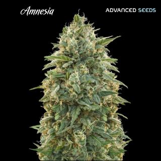 Amnesia   1 u. fem. Advanced Seeds