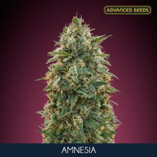 6517 - Amnesia   3 + 1 u. fem. Advanced Seeds