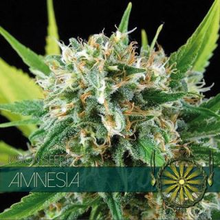 Amnesia 3 u. fem. Vision Seeds