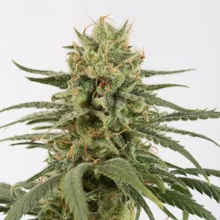 5814 - Amnesia CBD  1 u. fem. Dinafem