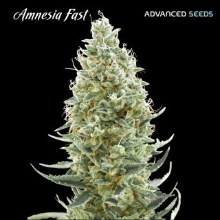 Amnesia Fast   1 u. fem. Advanced Seeds