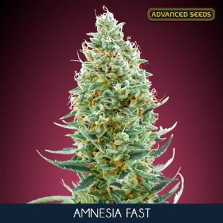 14455 - Amnesia Fast  10 + 3 u. fem. Advanced Seeds