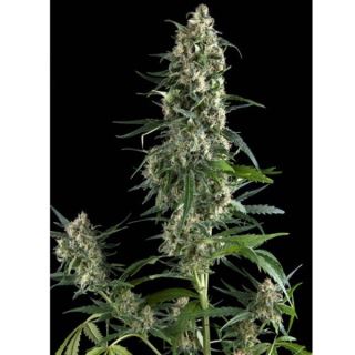 Amnesia Gold  1 u. blister x  12 u. fem. Pyramid Seeds