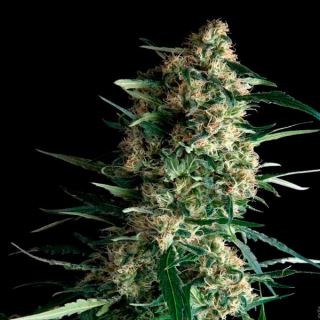 Amnesia Gold  3 u. fem. Pyramid Seeds