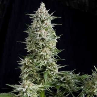 25102 - Amnesia Gold  7 u. Reg. Pyramid Seeds