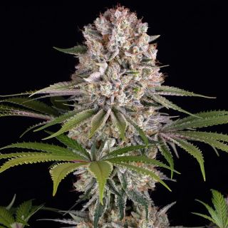 Amnesia Haze   3 u. fem. Barney's