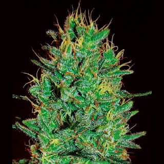 13813 - Amnesia Haze  1 u. fem. Expert Seeds