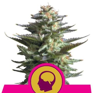 HARQ3 - Amnesia Haze  3 u. fem. Royal Queen