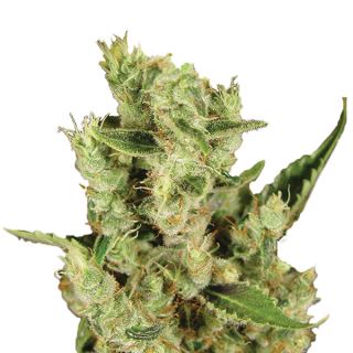 6113 - Amnesia Haze 10 u. fem. Nirvana