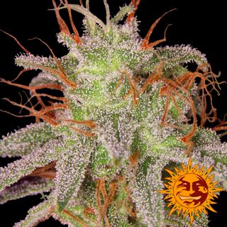 Amnesia Lemon  1 u. fem. Barney's