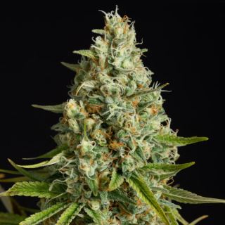 15603 - Amnesia Lemon  3 ud Silent Seeds