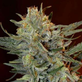 Amnesia Lemon Kush  1 u. fem. Garden of Green Seeds