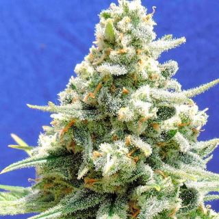 10065 - Amnesia Lemon Kush  1 u. fem. Original Sensible