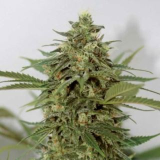 13603 - Amnesia Lemon Pie  1 u. fem. Garden of Green Seeds