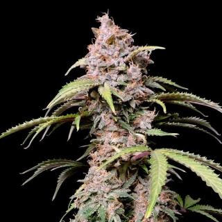 15793 - Amnesia Zkittlez Auto  1 u. fem. FastBuds Seeds