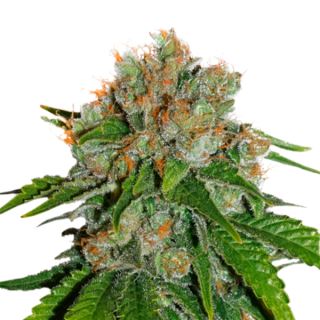 Amnesia fem.  1 u. Seedstockers