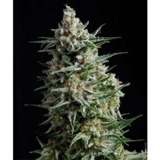 3852 - Anesthesia  1 u. blister x  12 u. fem. Pyramid Seeds