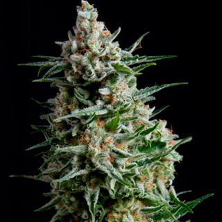 5485 - Anesthesia  3 u. Fem. Pyramid Seeds