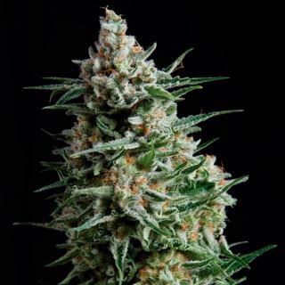 Anesthesia  5 u. Fem Pyramid Seeds