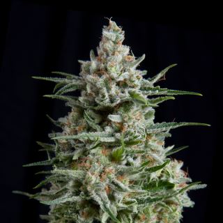 Anesthesia CBD  3 u. fem. Pyramid Seeds