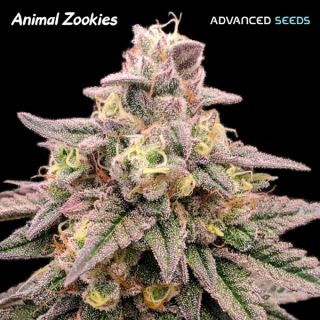 20573 - Animal Zookies 25 u. fem. Advanced Seeds