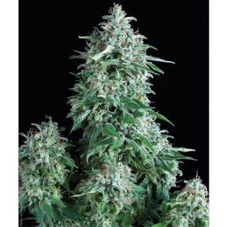 A12P - Anubis  1 u. blister x  12 u. fem. Pyramid Seeds