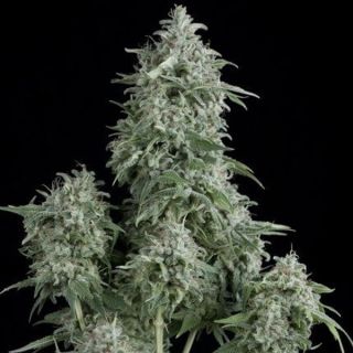 25103 - Anubis  7 u. Reg. Pyramid Seeds