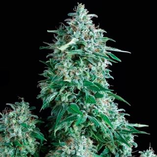 5377 - Anubis 3 u. fem. Pyramid Seeds