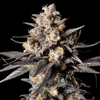 27381 - Apple Bananas   1 u. fem. 00 Seeds