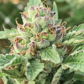 24852 - Apple Blossom 3 u. fem Humbold Seeds Company