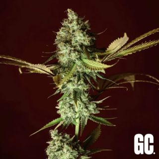 26359 - Apple Cru 3 u. fem  Grand Cru Genetics