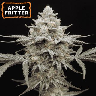 25497 - Apple Fritter  fem.   15 u. Seedstockers