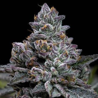 23889 - Apple Fritter 3 u. fem. Barney's