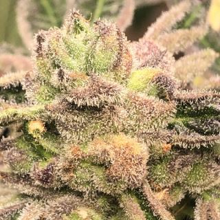 20207 - Apple Fritter 3 ud. fem Elev8 Seeds