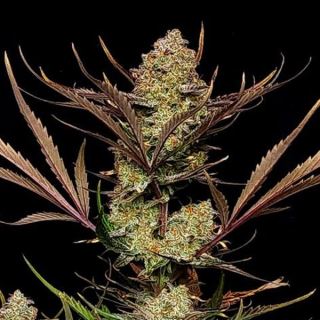 21064 - Apple Strudel Auto  1 u. fem. FastBuds Seeds