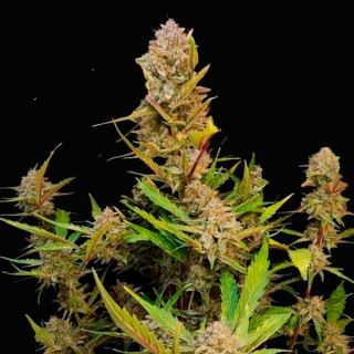 Apricot Auto  3 u. fem. FastBuds Seeds