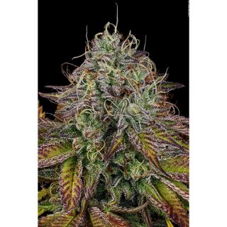 Apricot Candy  3 u. fem. Paradise Seeds