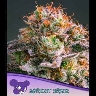 Apricot Oreoz  5 u. fem Anesia