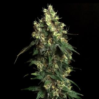 Aqua Verde 3 ud. fem Elev8 Seeds