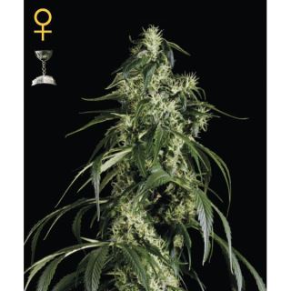 1967 - Arjan Haze #1 - 10 u. fem. Green House