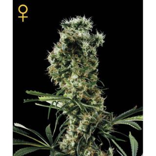 2286 - Arjan Haze #2 -  5 u. fem. Green House AGOTADA EN ORIGEN