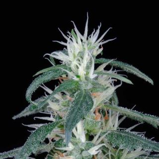 Arjan Ultra Haze #1 -  1 u. fem. Green House