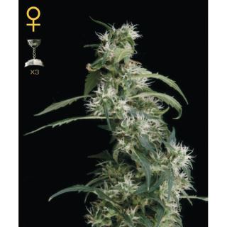 Arjan Ultra Haze #2 -  3 u. fem. Green House