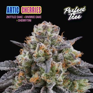 25199 - Artic Cherries 6 u. fem Perfect Tree